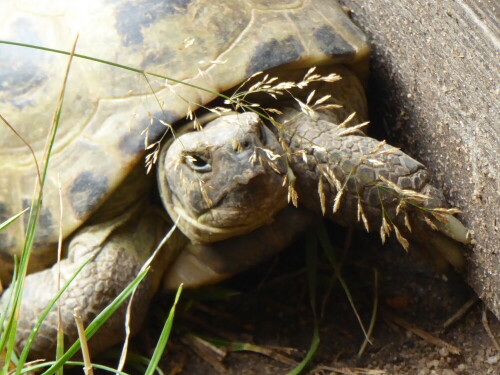 schildkrote-gretl-ach-ist-das--26031.jpeg