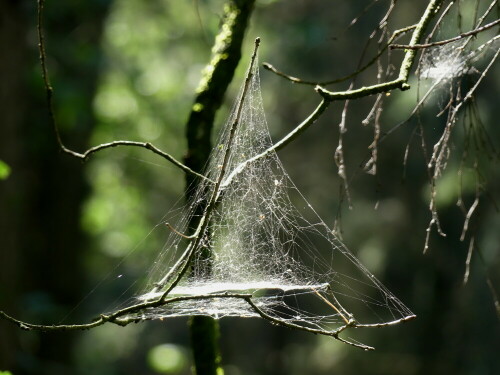 

Aufnameort: Triesdorf im Wald
Kamera: Panasonic Lumix FZ 330