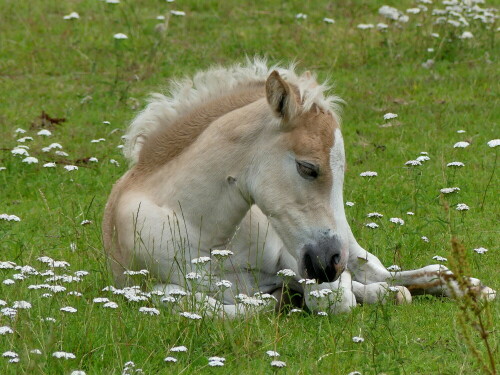 ruhendes-fohlen-25189.jpeg