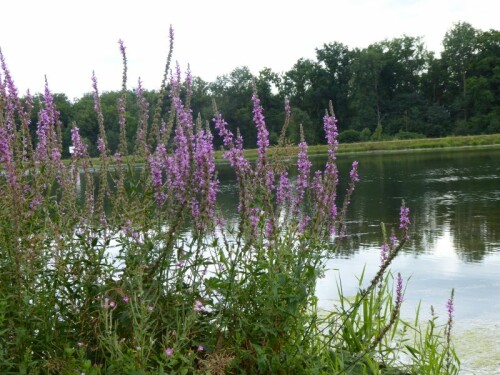 Im Moment sieht man dern Blutweiderich überall an Flüssen und Seen. Eine Augenweide und gerne von Schmetterlingen besucht.

Aufnameort: Donau bei Günzburg
Kamera: Panasonic Lumix TZ 71