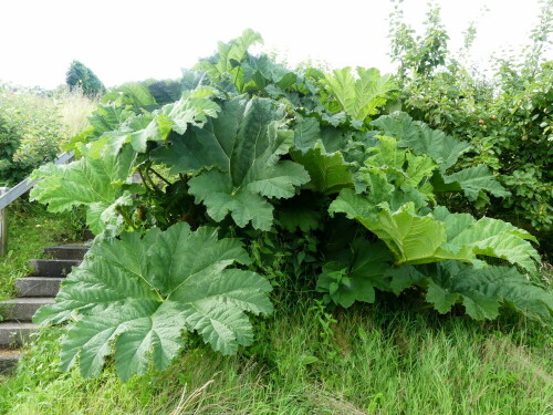 gunnera-tinctoria-25222.jpeg