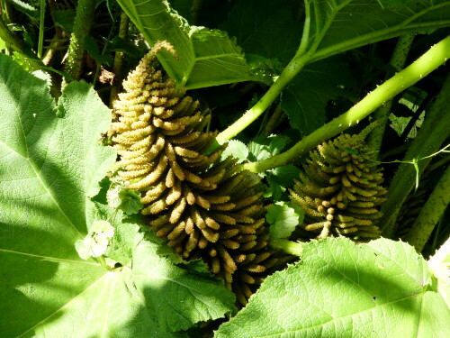 gunnera-tinctoria-blute-25223.jpeg