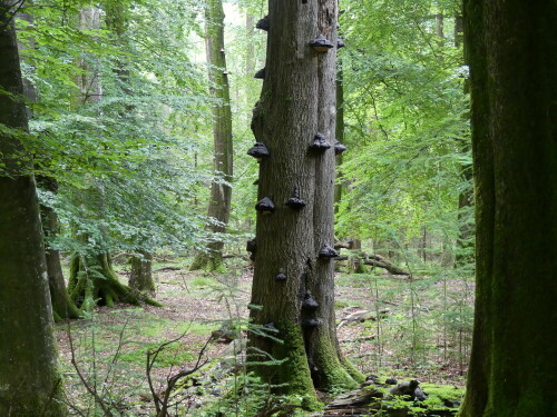 uriger-wald-25210.jpeg