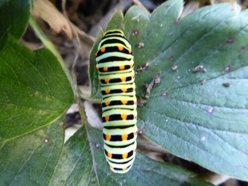 Diese hübsche Schwalbenschwanzraupe fand ich auf einer Dillblüte in unserem Garten. Sie ist dann herunterfallen auf ein Erdbeerblatt. Wir haben viele Brennesseln und Dill im Garten. Das mögen die Insekten anscheinend gern.

Aufnameort: Lichtenau / Mfr.
Kamera: Panasonic Lumix TZ61