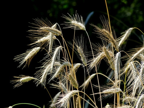 

Aufnameort: bei Schleswig
Kamera: Panasonic Lumix FZ 330