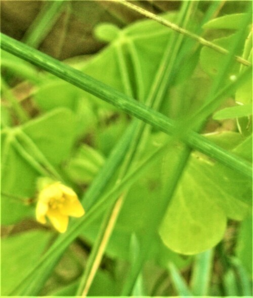 blute-des-aufrechten-sauerklees-oxalis-stricta-l-25232.jpeg