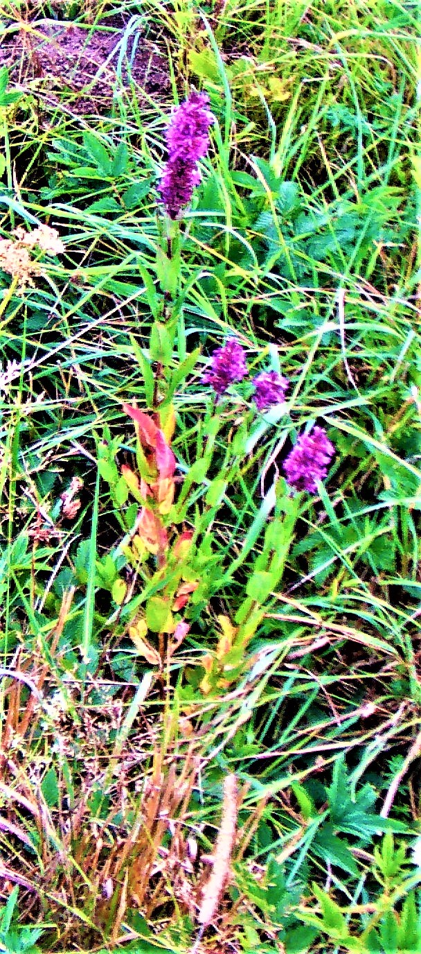 gewohnlicher-blutweiderich-lythrum-salicaria-l-25261.jpeg