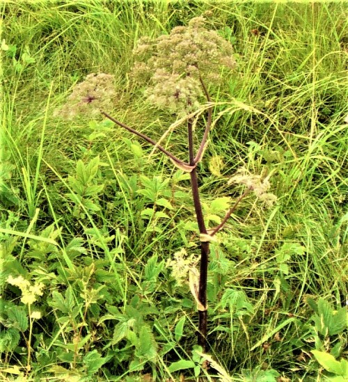 Die Arznei-Engelwurz gehört zur Familie der Doldenblütler(Apiaceae).
https://de.wikipedia.org/wiki/Engelwurzen

Aufnameort: Eiershausen Graben eines Feldes, Ackers im Süden
Kamera: Medion Camcorder