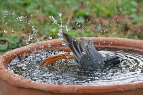 hausrotschwanz-badet-25288.jpeg