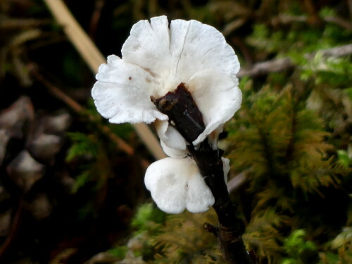 pilz-wie-eine-blume-25300.jpeg