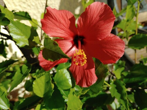 Der Hibiskus blüht unermüdlich. Im Winter im oberen Bad und im Sommer auf der Terrrasse im Garten

Aufnameort: Lichtenau / Mfr.
Kamera: Panasonic Lumix TZ61