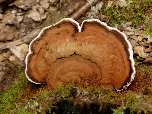 

Aufnameort: Triesdorf im Wald
Kamera: Panasonic Lumix FZ 330