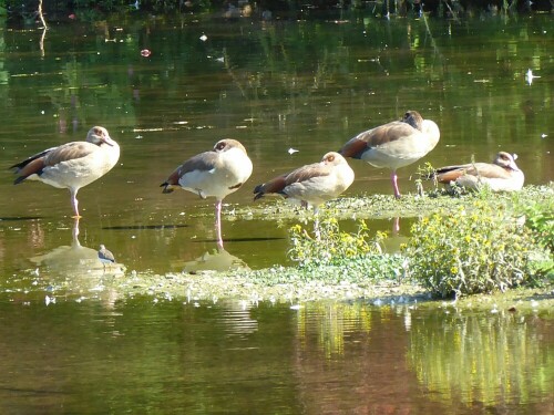 Habe diese Nilgänse das ganze Jahr über beobachtet.
Ihnen gefällt es wohl hier - Freud oder Leid?
Das 1. x, dass Sie so lange blieben.


Aufnameort: Lichternsee - Ulm/Donautal
Kamera: Panasonic Lumix TZ 71