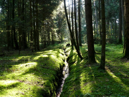 

Aufnameort: Wald bei Arberg
Kamera: Panasonic Lumix FZ 330