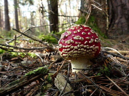 

Aufnameort: Triesdorf im Wald
Kamera: Panasonic Lumix FZ 330