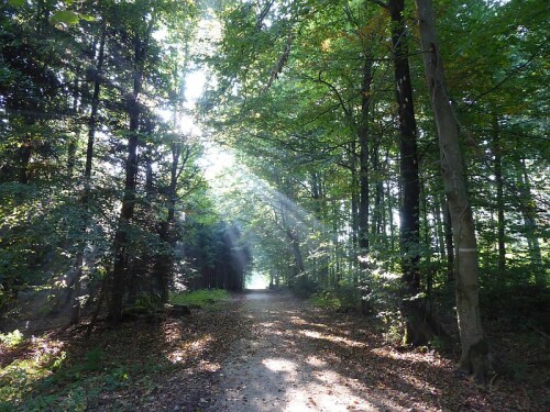 Am Morgen durch den Wald, im Moment toll mit den Sonnenstrahlen anzusehen.

Aufnameort: Gögglinger Wald bei Wiblingen
Kamera: Panasonic Lumix TZ 71