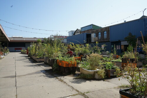 Natur mitten in der Stadt. Urban Gardening hat ökologisch viele Vorteile: Lokal angebautes Gemüse bedarf keiner langen Transportwege, die Flächenversiegelung wird reduziert und viele Insekten profitieren von den Blütenpflanzen.

Aufnameort: Carlsgarten Köln Mülheim
Kamera: Sony Alpha 7/II