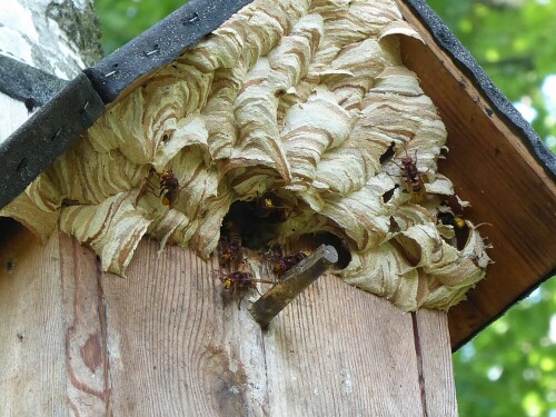 Toll, wie die Hornissen das Vogelhäuschen umprogrammiert haben.

Aufnameort: Bei Laupheim!
Kamera: Panasonic Lumix Z 71