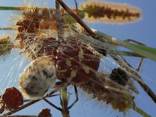 Diese Spinne hat sich gut getarnt und ihre Beute in einem Kokon
versteckt.

Aufnameort: Umgebung von Rißtissen
Kamera: Panasonic TZ 71