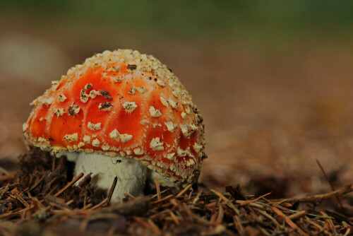 Fliegenpilz, Amanita muscaria



Aufnameort: Odenwald
Kamera: Canon EOS 60D