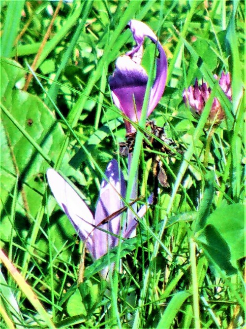 herbstzeitlose-colchicum-autum-25353.jpeg