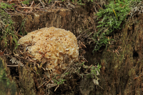 Krause Glucke,Sparassis crispa
 


Aufnameort: Odenwald
Kamera: Canon EOS 60D