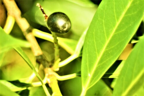 frucht-einer-lorbeerkirsche-prunus-laurocerasus-l-25376.jpeg