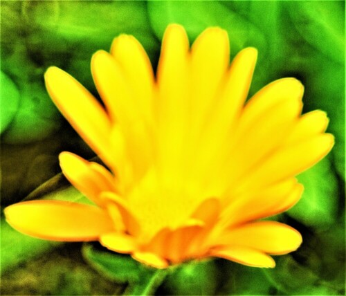 Eine Pflanze, die auch in der Heilkunde Verwendung findet.
Die Ringelblume gehört zur Familie der Korbblütler(Asteraceae).
https://de.wikipedia.org/wiki/Ringelblume

Aufnameort: Eiershausen Garten
Kamera: Canon EOS 700D