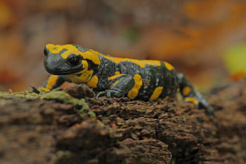 Feuersalamander


Aufnameort: Odenwald
Kamera: Canon EOS 60D