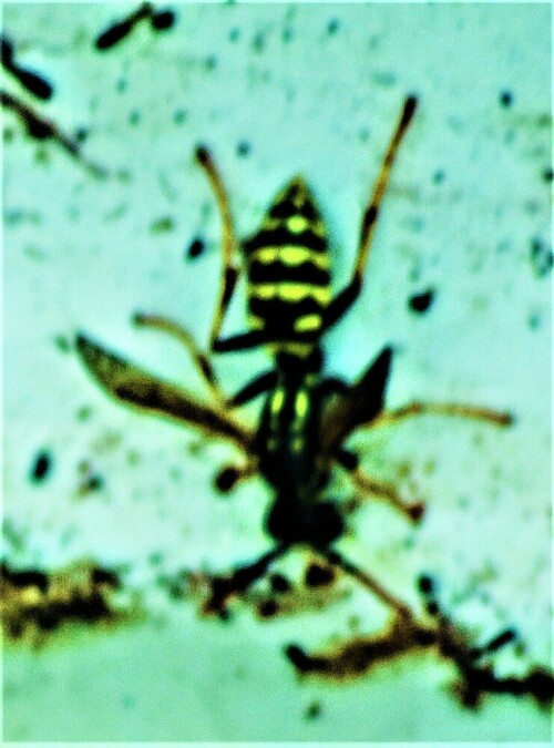 gallische-feldwespe-polistes-d-25431.jpeg