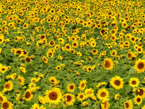 spate-sonnenblumen-25488.jpeg