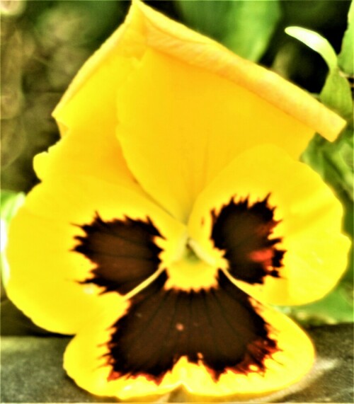 gartenstiefmutterchen-viola-x-wittrockiana-pansy-25445.jpeg