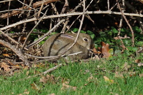 wildkaninchen-25449.jpeg