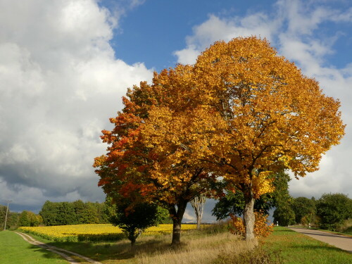 sonne-bringt-leben-in-die-natur-25479.jpeg