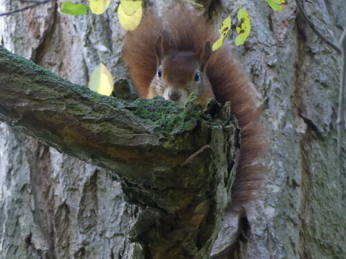 

Aufnameort: Ansbach Hofgarten
Kamera: Panasonic Lumix FZ 330