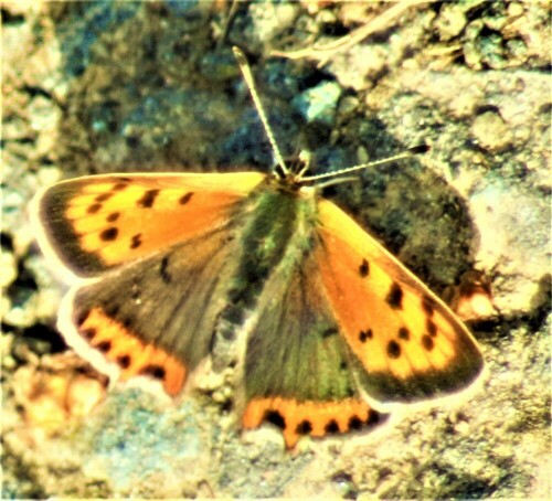 kleiner-feuerfalter-lycaena-phlaeas-l-1761-25484.jpeg