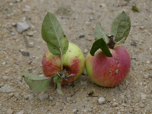 

Aufnameort: Triesdorf Pomoretum
Kamera: Panasonic Lumix FZ 330