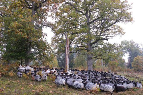 Heidschnucken halten den Bewuchs im historischen Hutewald kurz.

Aufnameort: Forst Göhrde im Wendland
Kamera: Canon EOS R