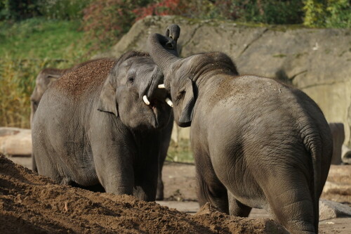 Asiatische Elefanten messen ihre Kräfte.

Aufnameort: Kölner Zoo
Kamera: Sony Alpha 7/II