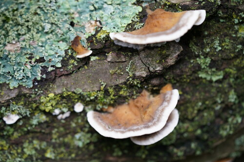 

Aufnameort: Merheimer Heide Köln
Kamera: Sony Alpha 7/II