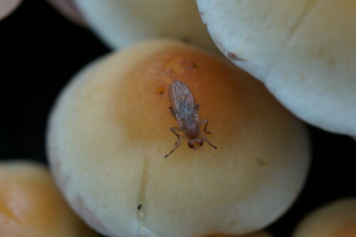 Drosophila kenne ich aus dem Biologiestudium vor allem als Versuchstiere in der Genetik. Interessant sie so spät im Jahr in freier Wildbahn zu treffen.

Aufnameort: Merheimer Heide Köln
Kamera: Sony Alpha 7/II