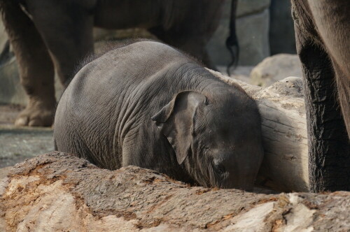 

Aufnameort: Kölner Zoo
Kamera: Sony Alpha 7/II