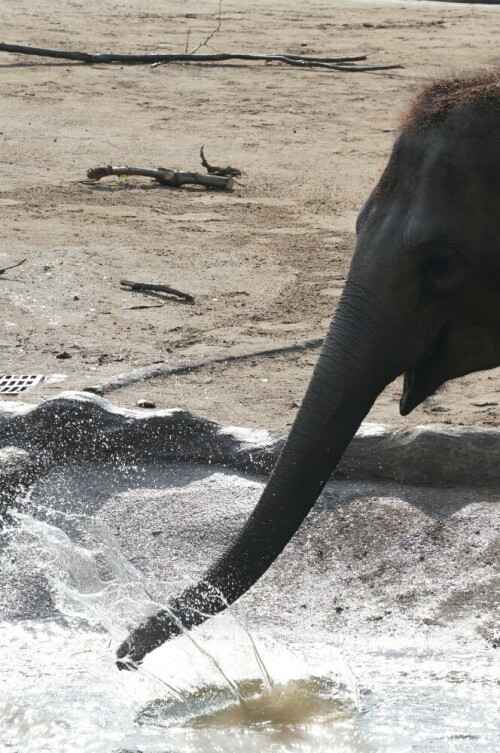 Dieser asiatische Elefant schlug im Sommer 2020 immer wieder mit dem Rüssel in das Wasser und hatte dabei sichtlich Freude, dass es spritzte.

Aufnameort: Kölner Zoo
Kamera: Sony Alpha 7/II