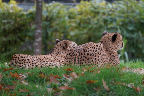 

Aufnameort: Kölner Zoo
Kamera: Sony Alpha 7/II