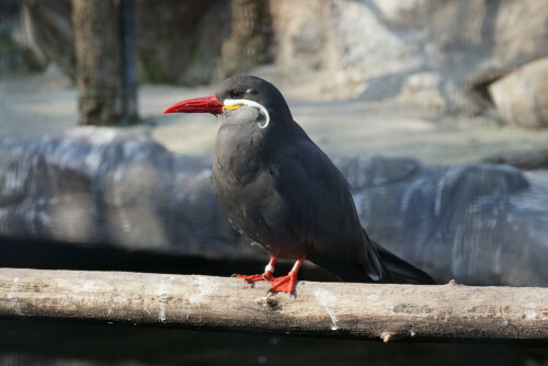 Die Inkaseeschwalbe verdankt ihren Namen dem Umstand, dass ihr Verbreitungsgebiet in Südamerika sich weitgehend mit der Ausdehnung des ehemaligen Inkareiches deckt.

Aufnameort: Kölner Zoo
Kamera: Sony Alpha 7/II