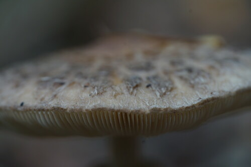 Wenn man genau hinsieht, erkennt man die Pilzsporen als kleine schwarze Punkte zwischen den Lamellen des Hutes.

Aufnameort: Merheimer Heide Köln
Kamera: Sony Alpha 7/II