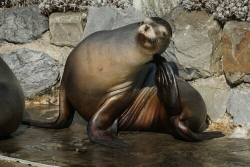 Der eigentlich in Kalifornien verbreitete Seelöwe scheint sich hier genüsslich mit der Schwanzflosse hinter den nicht vorhandenen Ohrmuschel zu kratzen.

Aufnameort: Kölner Zoo
Kamera: Sony Alpha 7/II