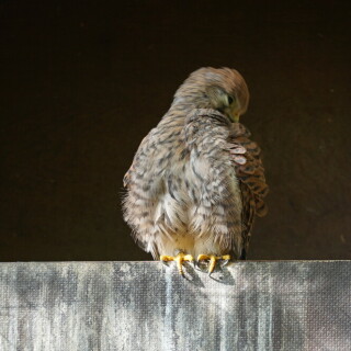 turmfalke-25538