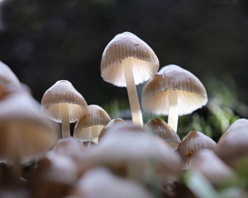 Herbstzeit ist Pilzzeit

Aufnameort: Bei Dannenberg
Kamera: Canon EOS R