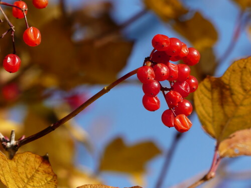 

Aufnameort: Achsheim
Kamera: Panasonic  DMC-FZ300